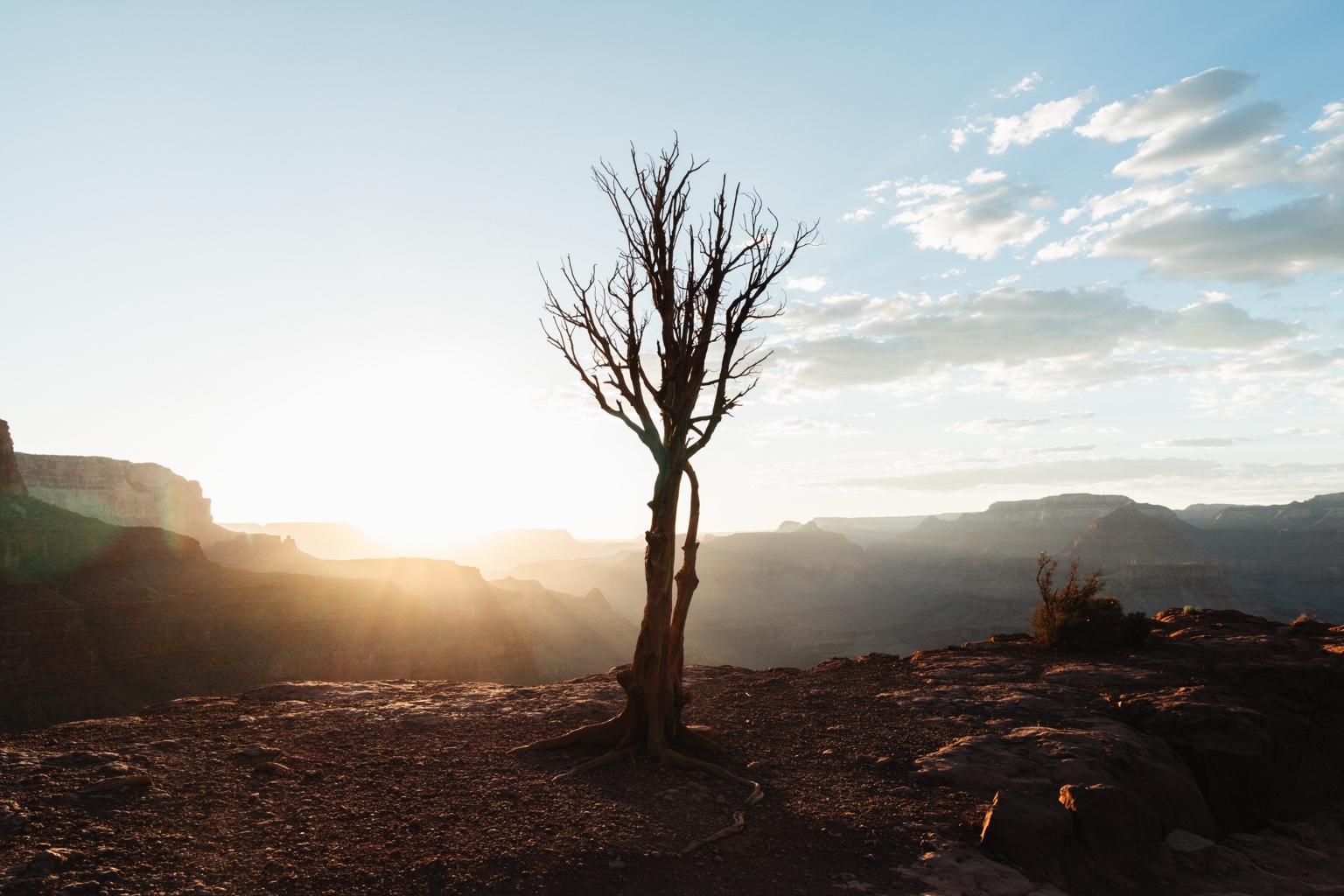 Lone tree against warm sunset light